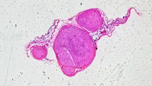 Фотомикроскоп Levenhuk Kelvin Touch KM3, изображение 10