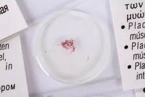 Набор микропрепаратов Konus 25: «Клетки и ткани животных», изображение 7