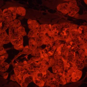 Микроскоп люминесцентный инвертированный цифровой MAGUS Lum VD500L, изображение 23